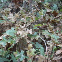 Película de impressão hidrográfica